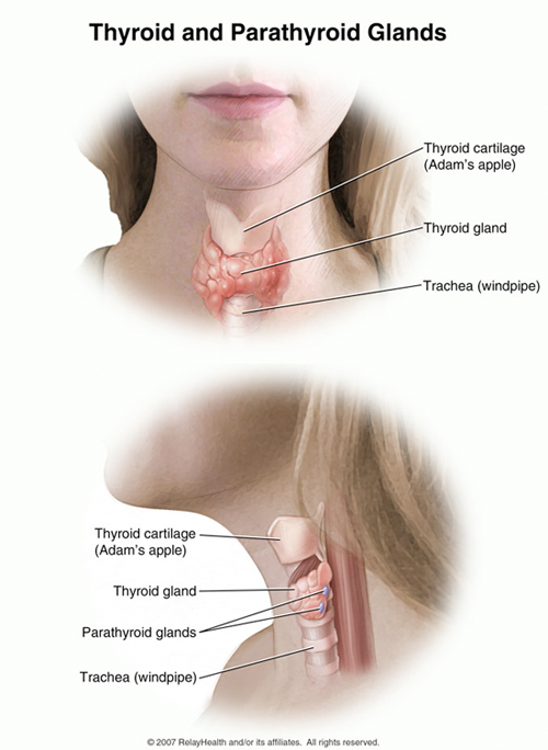 hypothyroid gland is located in the neck