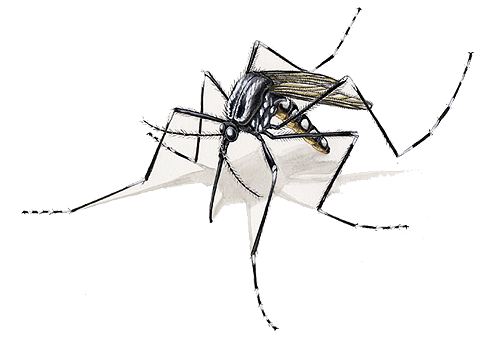 zika mosquito